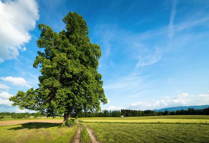 Lime Tree in Fields