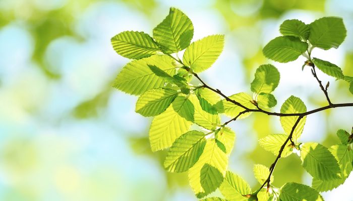 Spring green Leafs - defocused Background